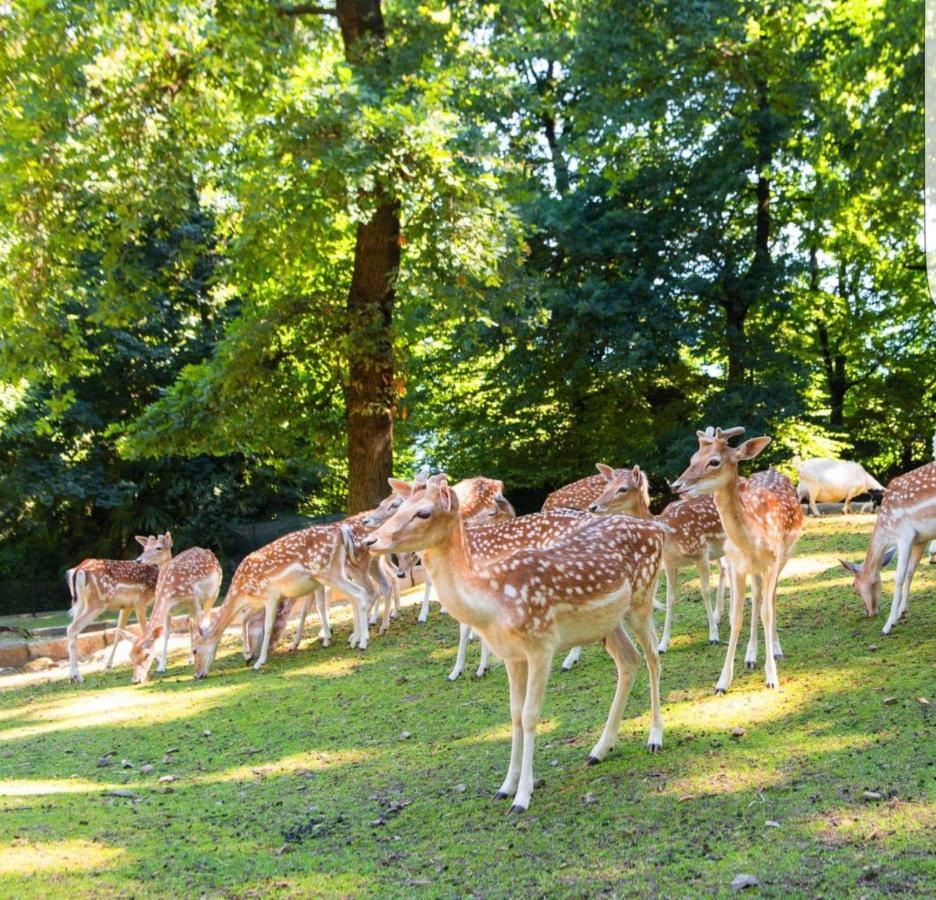 A Casa Di Chiara 2 Daire Stresa Dış mekan fotoğraf